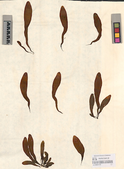 LE A0001115