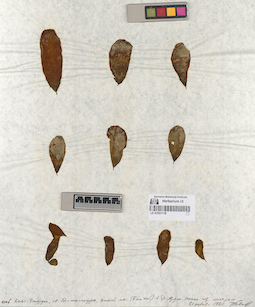 LE A0001118
