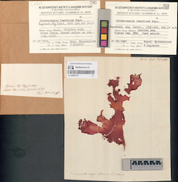 LE A0001131
