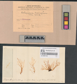 LE A0001142