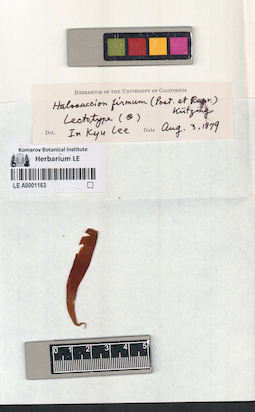 LE A0001163