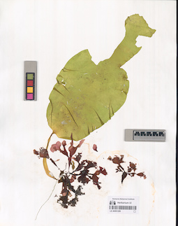 LE A0001206