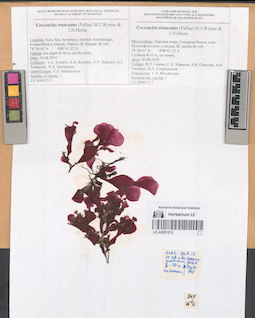 LE A0001213