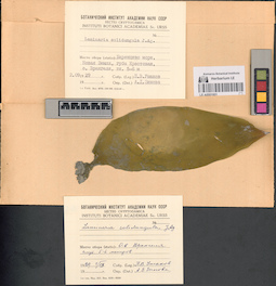 LE A0001601