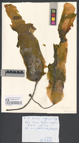 LE A0001603