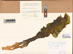LE A0001604