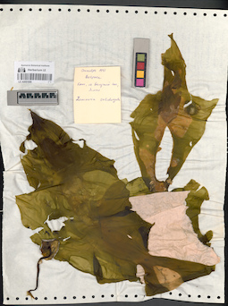 LE A0001606