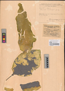 LE A0001607