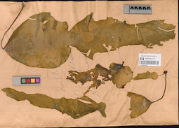 LE A0001608