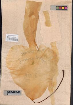 LE A0001609