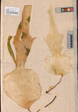 LE A0001610