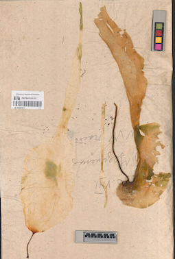 LE A0001611