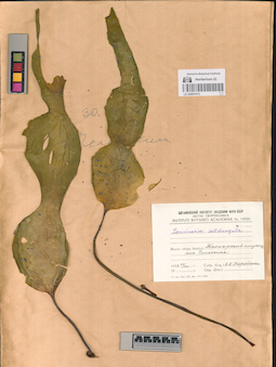 LE A0001613