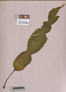LE A0001617