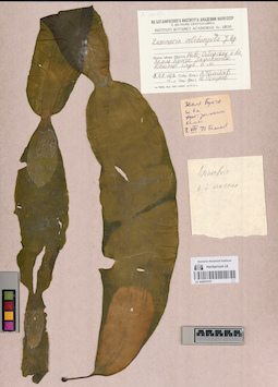 LE A0001619