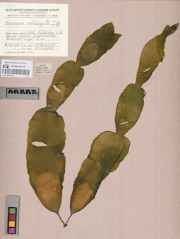 LE A0001620