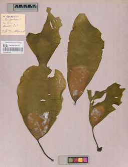 LE A0001621