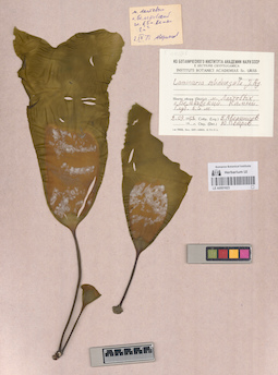 LE A0001623