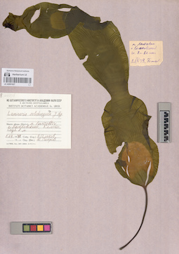 LE A0001627