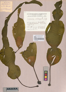 LE A0001629