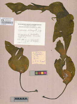 LE A0001630