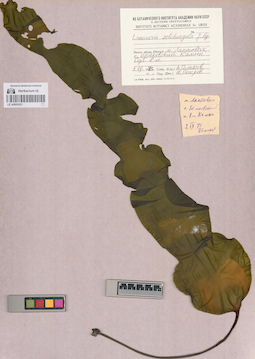 LE A0001631