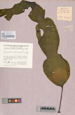 LE A0001632
