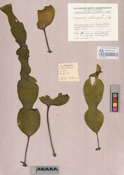 LE A0001633