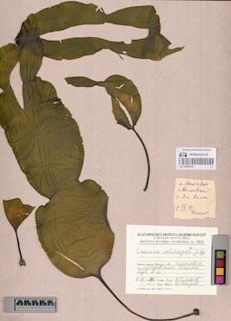 LE A0001634
