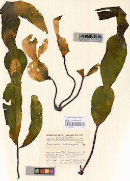LE A0001636