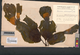 LE A0001639