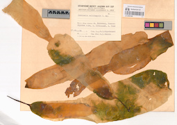 LE A0001649