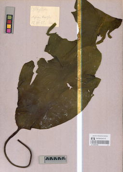 LE A0001650