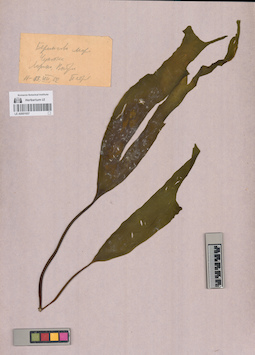 LE A0001657