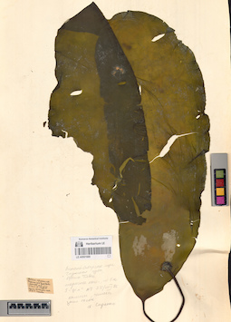LE A0001669