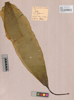 LE A0001672