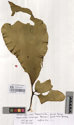 LE A0001749