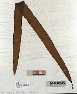 LE A0001757