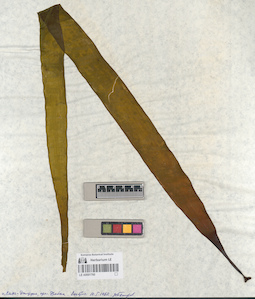 LE A0001760