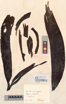 LE A0001762