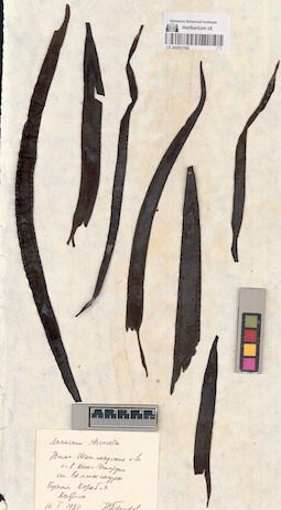 LE A0001764