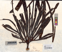 LE A0001768