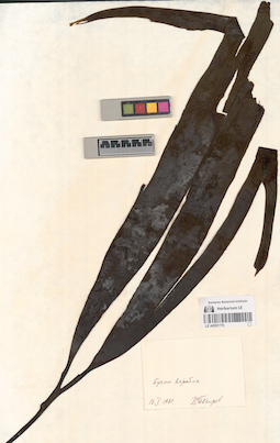 LE A0001770