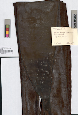 LE A0001774