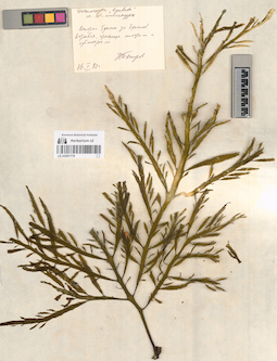 LE A0001779