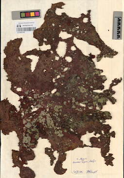 LE A0001782