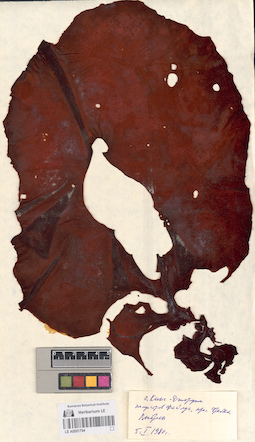 LE A0001794