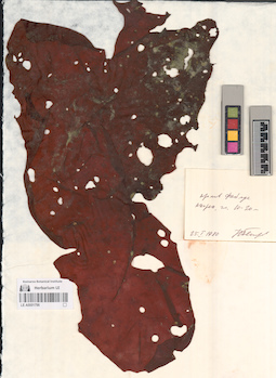LE A0001796