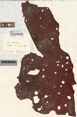 LE A0002081