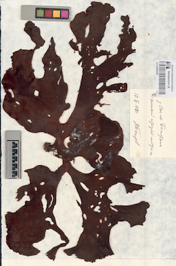 LE A0002083